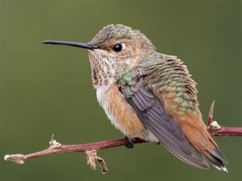 Allen’s Hummingbird | Celebrate Urban Birds