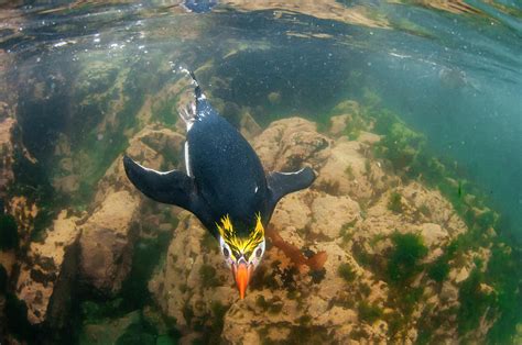 Royal Penguin Swimming Underwater Photograph by Tui De Roy - Fine Art ...