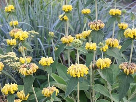 Phlomis Russeliana P9 & 1L Pots