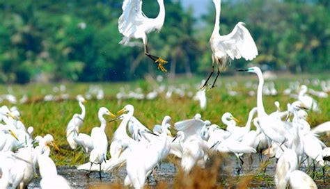 5 Beautiful Bird Sanctuaries To Visit in India - lifeberrys.com