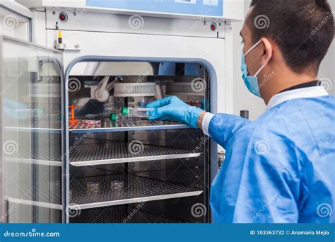 Researcher Introducing A Cell Culture Flask Into An Incubator Stock ...