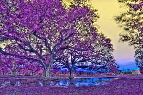 Purple Oaks Photography Art | Zakem Art LLC