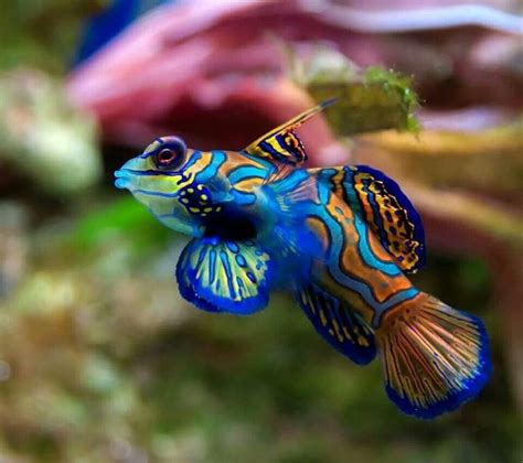 Colorful fish | Mandarin fish, Sea animals, Animals beautiful