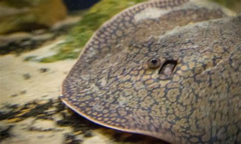 The 3 Most Popular Small Freshwater Stingrays (Care, Diet, Tank Mates ...