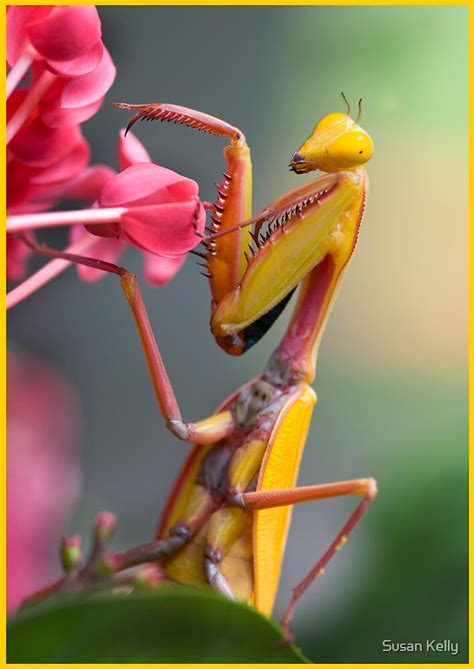 "Yellow Praying Mantis , Mission Beach" by Susan Kelly | Redbubble