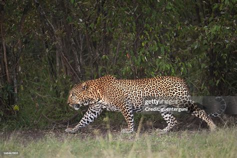 African Leopard Hunting At Night High-Res Stock Photo - Getty Images