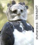Harpy Eagle Free Stock Photo - Public Domain Pictures