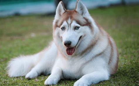 Chó husky thuần chủng có giá bao nhiêu? - Pet House - Cửa hàng thú cưng và phụ kiện