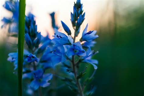 Free stock photo of blue flowers, flowers, nature