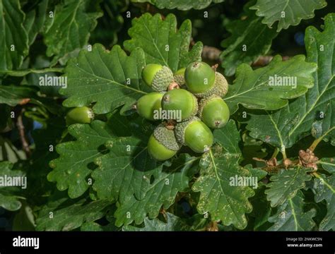 Cluster of sessile oak (Quercus petraea) acorns Stock Photo - Alamy