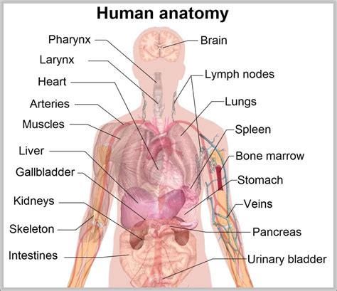 Torso Anatomy Diagram Internal Organs Anne White | The Best Porn Website