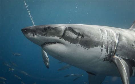 Scars On Great White Sharks Suggest Massive Squids Are Attacking Them