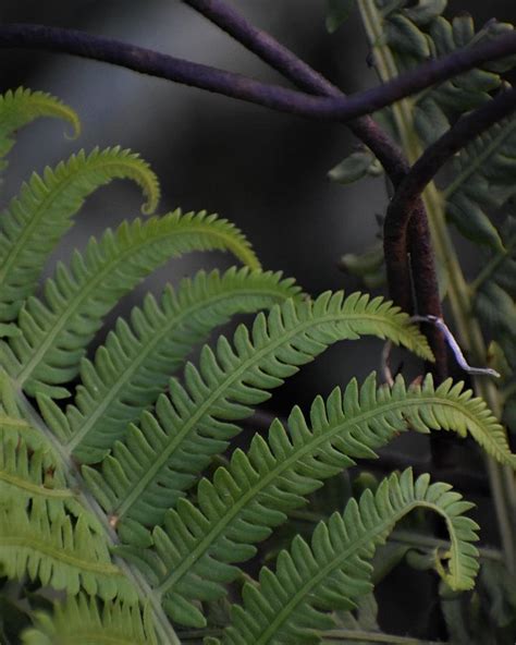 Curling Fern Photograph by Candace Kubinec