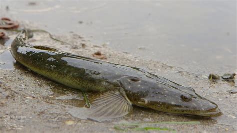 Dusky flathead fishing tips - YouTube