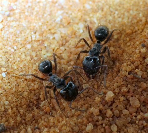 Ant Workers ID - Sydney, Australia, backyard - 26/3/2018 - Ant ID ...