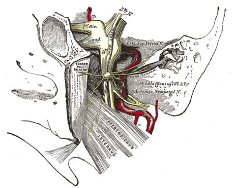 Week 201: The Otic Ganglion - Don't Be A Salmon