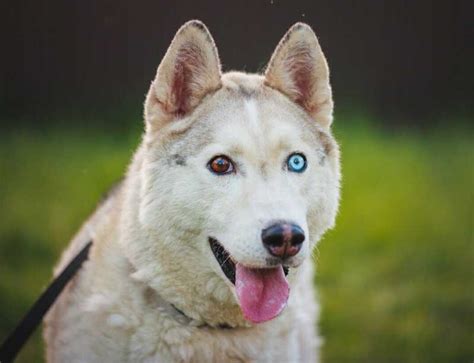 Husky Eye Color: The Complete Guide