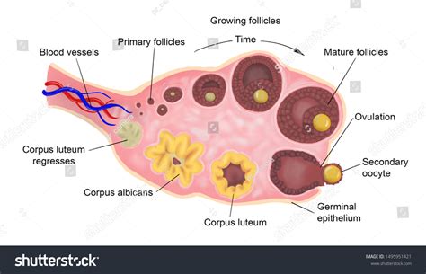 Anatomy Female Egg Cell Development Ovary: stockillustratie 1495951421 ...