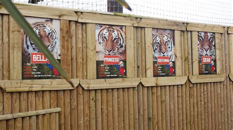 Lincolnshire-Wildlife-Park-Tigers-Names | Emma Victoria Stokes