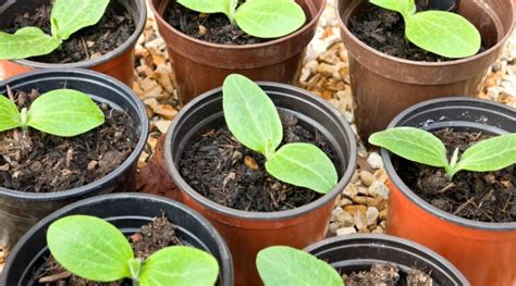 Zucchini Growth Stages: How Fast Does Zucchini Grow?