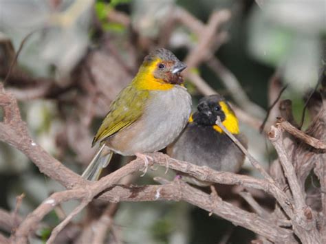 Tiaris canora / Cuban grassquit in Vorobyi Birdpark