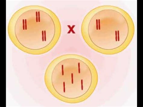 Autopolyploidy - YouTube