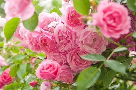 What Roses Grow In Zone 9 - Selecting Rose Bushes For Zone 9 Climates | Gardening Know How