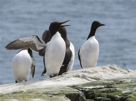 The Farne Islands: seabirds, geology and Celtic Christianity - Cumbria Naturally