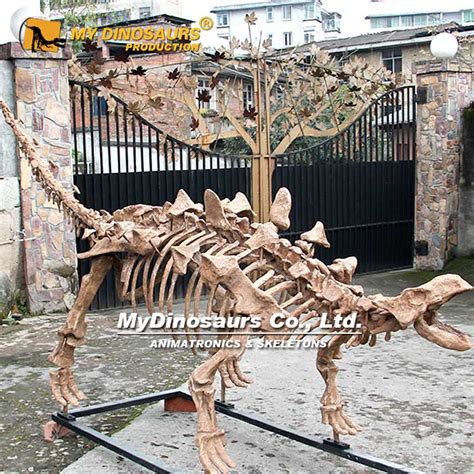 DS-086 Life-size Ankylosaurus Skeleton for Sale | My Dinosaurs