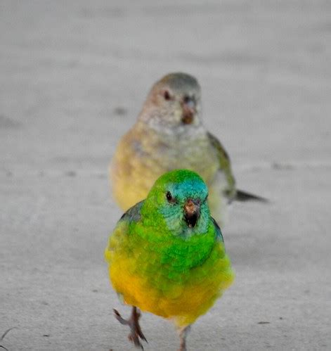 Male and female red-rumped parrots | Canberra, Australia | Caroline Jones | Flickr