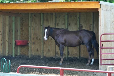 Horse Run In Sheds for Beginners (Cost, Size, etc.) - Horse Rookie