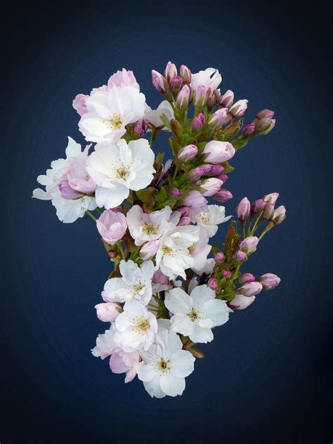 Download free photo of Column cherry,japanese cherry trees,blossom,bloom,ornamental cherry ...