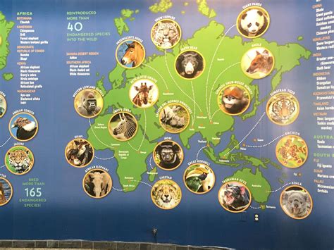 This map of animal origins from the San Diego Zoo : r/MapsWithoutNZ
