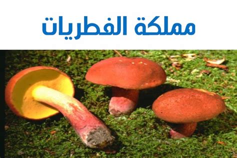 مملكة الفطريات Kingdom Fungi - موسوعة العلوم