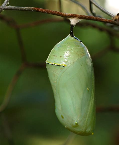 File:Monarch Butterfly Danaus plexippus Chrysalis 2000px.jpg - Wikimedia Commons