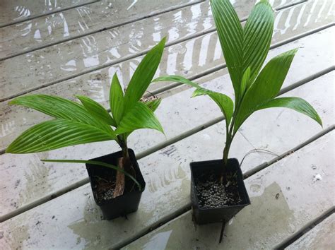 Palm seeds - For Sale - PalmTalk