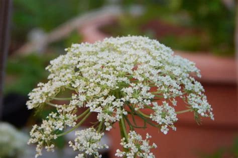 Carrot Flowers are Pretty, Edible and Grow Seeds