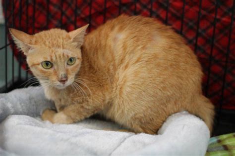 Stowaway cat needs a home after surviving three weeks in a freighter ...