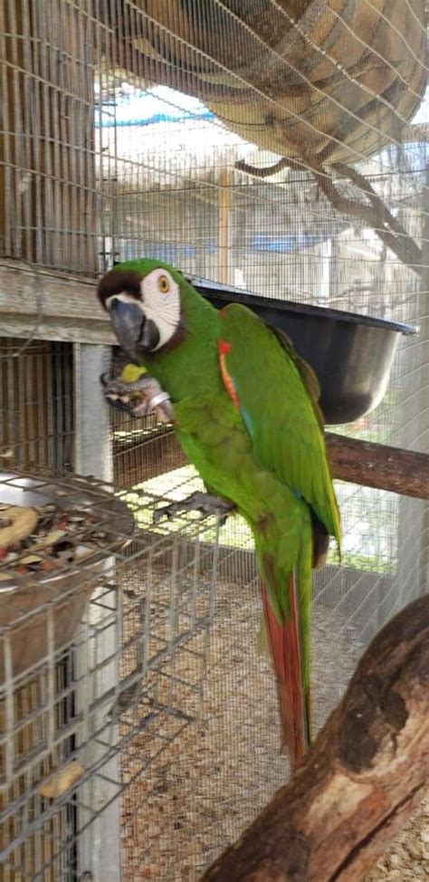 RIO - FORESTRY PARROT BREEDER