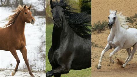 Can You Name the Horse Breeds Shown in Each of These Photos? | Zoo