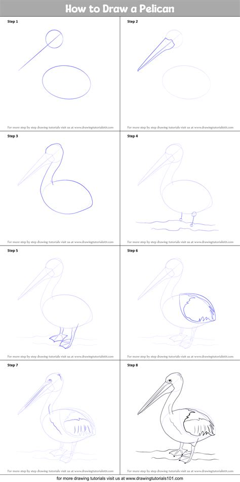 How to Draw a Pelican printable step by step drawing sheet : DrawingTutorials101.com