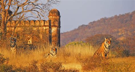 Luxury Golden Triangle Tour with Ranthambore by Holidays At with 7 Tour ...