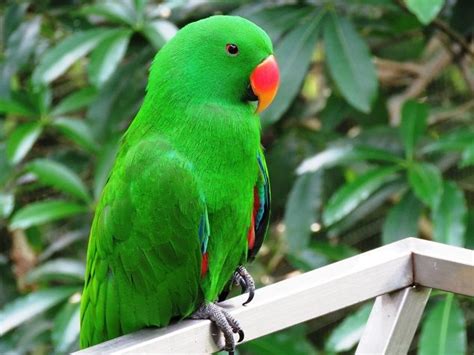 types of indian birds The Green Parrot, Best Pet Birds, Rainforest ...