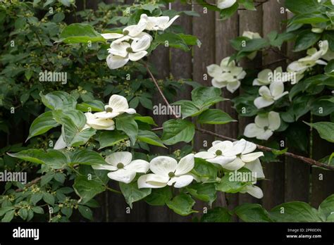 Blooming Cornus kousa tree in spring Stock Photo - Alamy