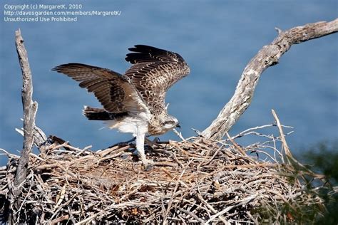 Bird Watching: Osprey season 2010. Towards fledging., 1 by MargaretK