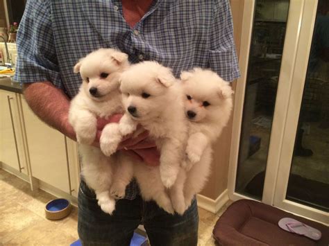 Japanese Spitz Puppies For Sale | Austin, TX #261418