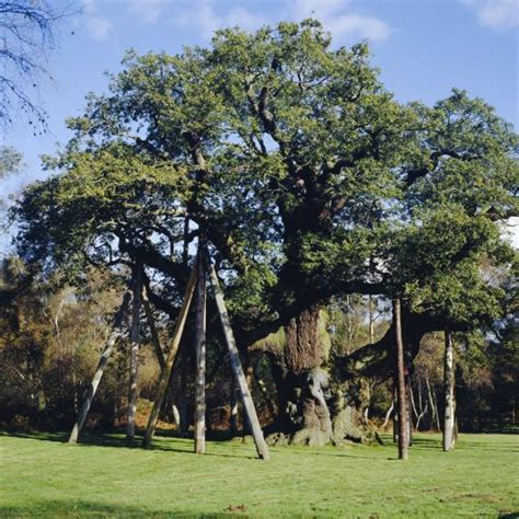 'The Major Oak (Robin Hood Tree), Sherwood Forest, Nottinghamshire, England' Photographic Print ...