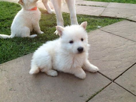 Albino German Shepherd Puppies For Sale | PETSIDI