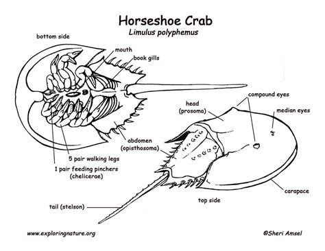 Subphylum Chelicerata - Class Merostomata (Horseshoe Crabs) Diagram ...