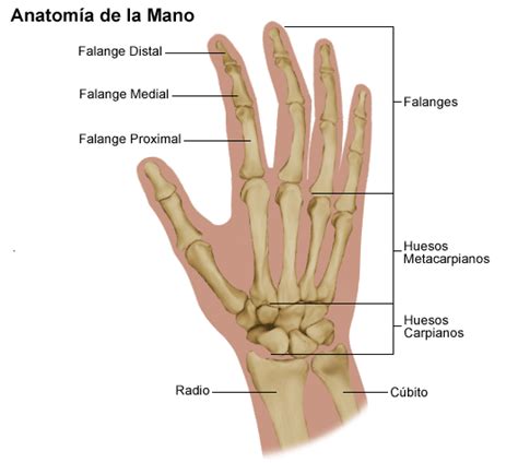 Anatomy of the Hand - Stanford Medicine Children's Health